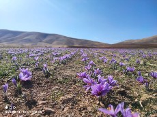  ادویه |  زعفران سرگل، کیفیت فوق‌العاده