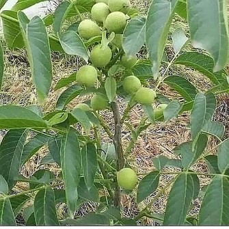  بذر و نهال | نهال نهال گردو ژنوتیپ برتر