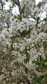  خشکبار |  پسته احمد اقای