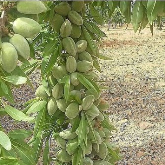  بذر و نهال | نهال نهال بادام