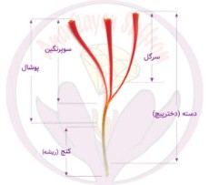  ادویه | زعفران زعفران سرگل ممتاز و دختر پیچ