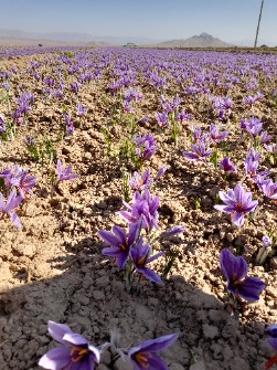  ادویه | زعفران زعفران نگین