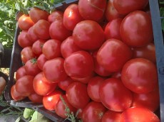  صیفی | گوجه گوجه