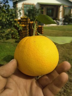  میوه | پرتقال محلی تامسون نارنگی یافا رسمی