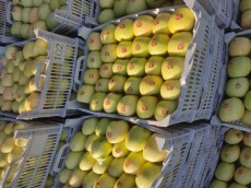  میوه | سیب صادراتی و داخلی