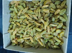  خشکبار | کشمش کشمش سبز قلمی و طلایی قلمی