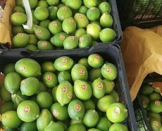  میوه | لیمو ترش لیمو عمانی